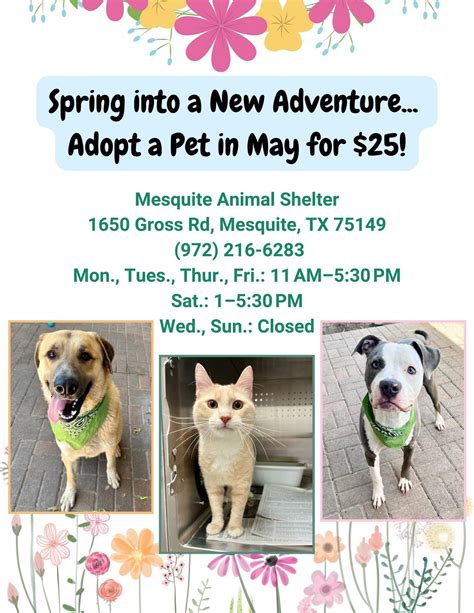 mesquite tx animal shelter|Pets for Adoption at Mesquite Animal Pawtners, in .